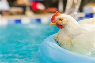 Así fue Pollos A Otro Nivel este 2022