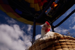 Todo lo que debes saber sobre el origen del pollo