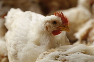 Carnívoros conscientes: la tendencia por saber el origen