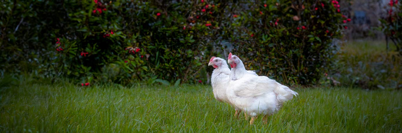 Granjas de aves reproductoras