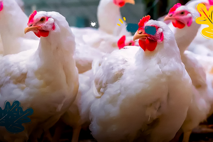 Granjas de aves reproductoras