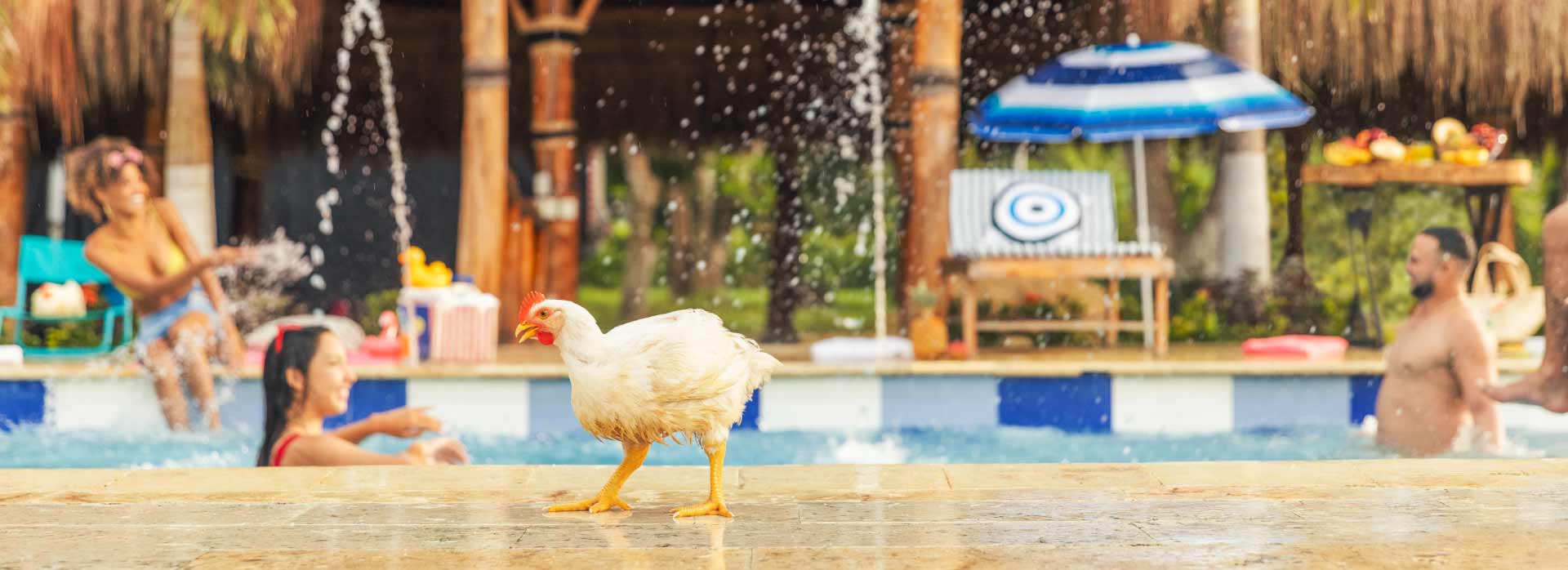 pollos a otro nivel